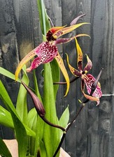 Brassia hybrid Summer Dream, Large FRAGRANT - IN FLOWER