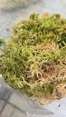 Irish sphagnum moss 100 - irish, 100%