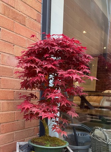 Japanese deshojo maple - japanese, acer