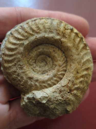 Large fossil ammonite - fossil,