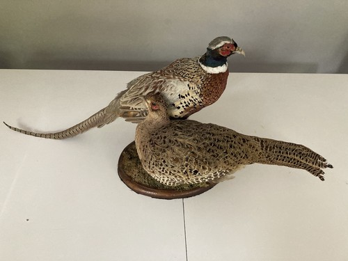 Taxidermy pheasants - ￼,