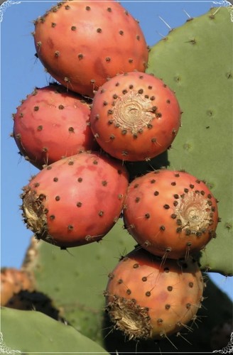 Barbary fig opuntia - 🌵barbary,