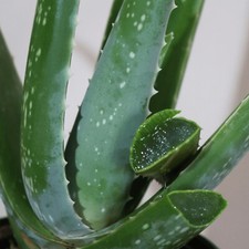 Aloe Vera Plant Indoor