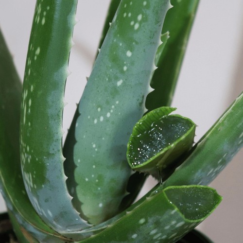 Aloe vera plant - plant, indoor