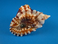 Distorsio anus, Great Sculpture and Very Dark Color, 50.9mm, Hawaii Shell