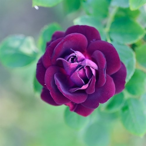 Ebb tide rose - tide, (live