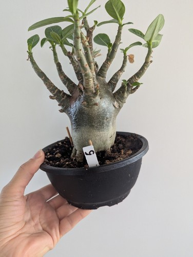 Adenium arabicum red - adenium,