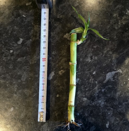 Large lucky bamboo stem - 1,
