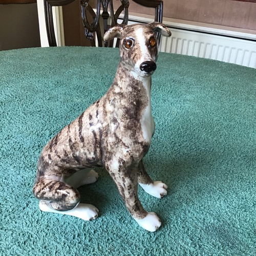 Winstanley brindled greyhound - brindled,