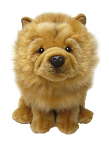 Chow teddy - 12",
