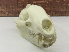 Replica Badger Skull