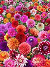 8 x MIXED  DECORATIVE DAHLIA