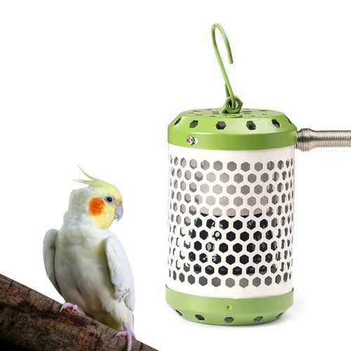 Pet parrot heat - pet,
