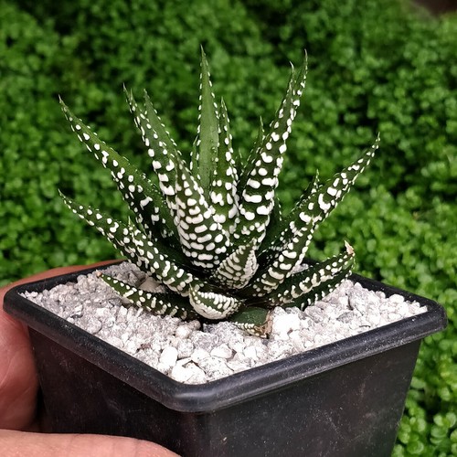 Haworthia big band zebra - big, 'zebra