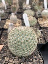Mammillaria Crucigera Ssp