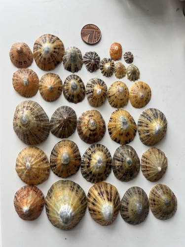 Limpet sea shells - sea, pcs