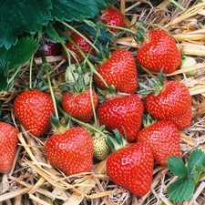 Strawberry 'Honeoye' Bare Root Hardy Mid Season Garden Bush Fruit Plants