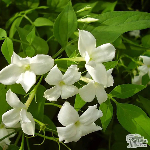 Jasminum officinale common - –,