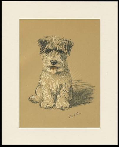 Jack russell terrier vintage - jack,