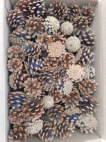 100 natural mixed size pine - 100,