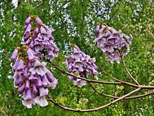 Bluebell Tree -paulownia tomentosa- Seeds, Kiri Tree (Choice of Quantity)