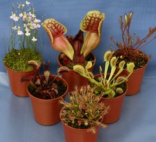 6 CARNIVOROUS PLANT
