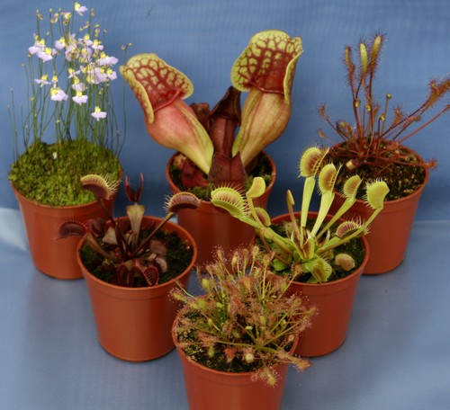 Carnivorous plant - 6,