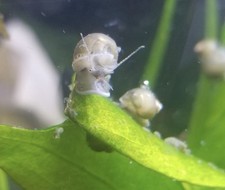 Freshwater Colorful Baby Mystery Snails, Adult Mystery Snails For Sale!