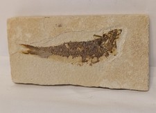 Fossil Knightia Fish on Matrix- 48 million years old 