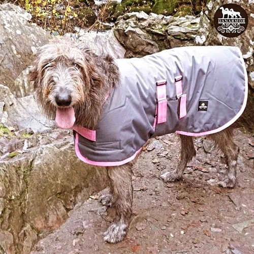 Giant breed irish wolfhound - breed/,