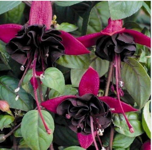 Hardy fuchsia blackie - hardy,