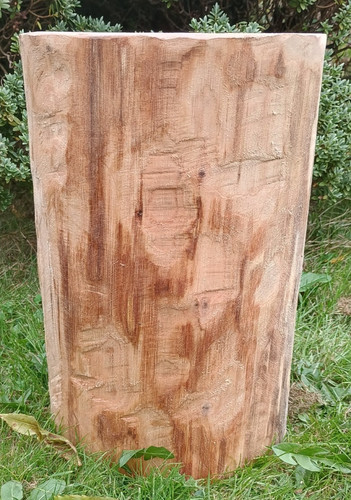 Tree stump tree trunk real