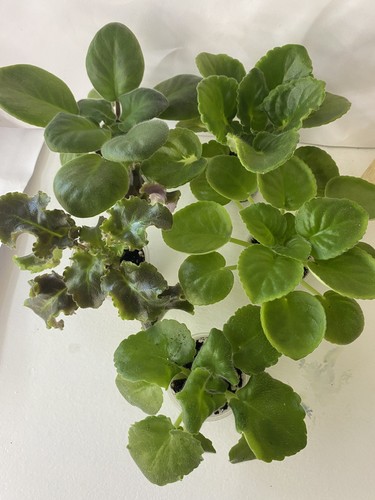 Set young plants - set,