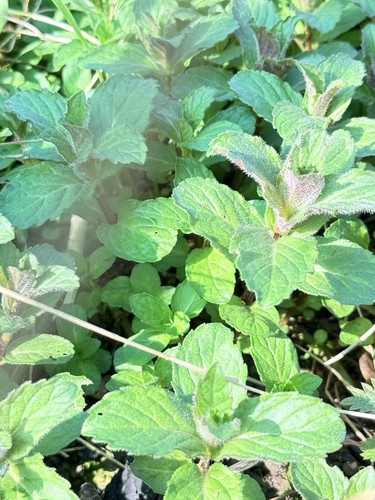 Bare rooted mint plug - rooted,