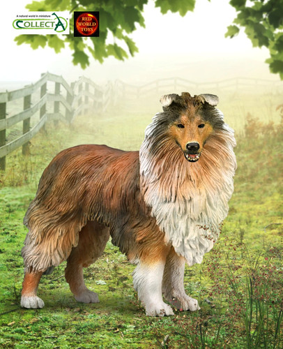 Rough long haired collie - rough,