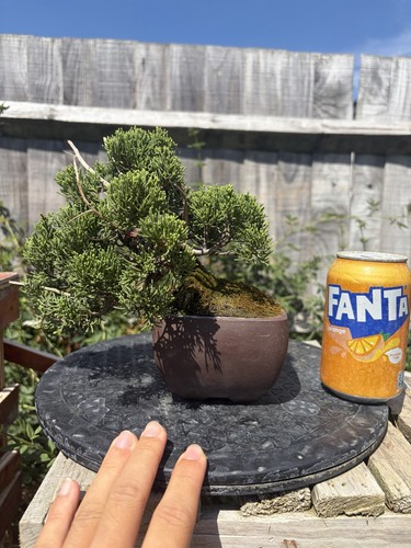 Itoigawa juniper bonsai tree - itoigawa,