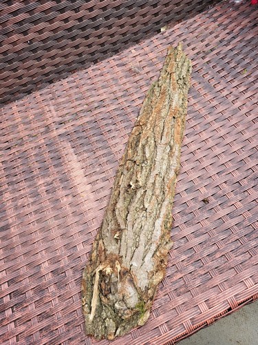 Inch elm wood - elm, slice