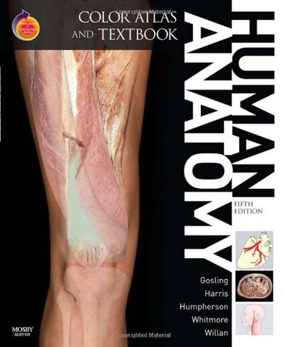 Human anatomy color - human, and