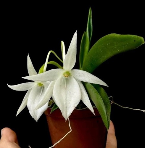 Angraecum kruger stars leonis - kruger, (leonis