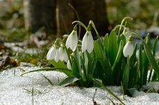 Galanthus Woronowii Single Snowdrop Spring Flowering Autumn Planting Hardy Bulbs