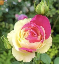 JAPANESE ROSE  FUGETSU BARE
