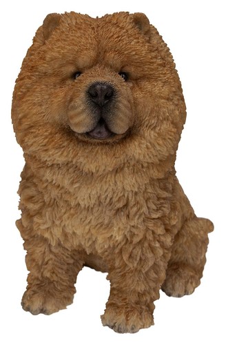 Vivid arts chow - dog,