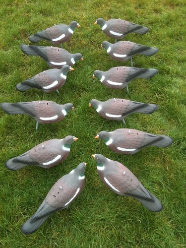 Garden pest pigeon decoy - garden,