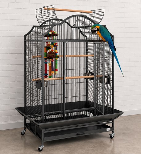 Extra large parrot - large, open