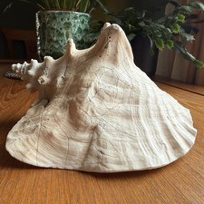 Queen Conch shell Aliger gigas