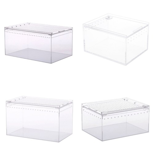 Clear designed reptile - designed, pet