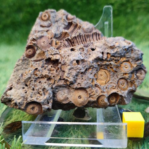 Large jurassic coral fossil - large,