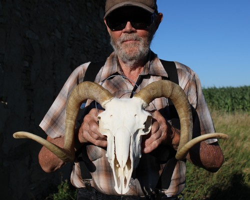 Ram head sheep skull horns - head,