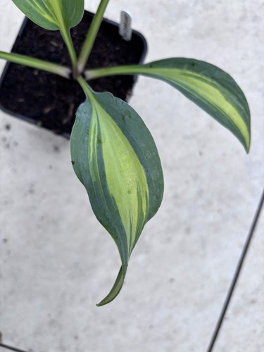 Hosta catherine small - hosta,