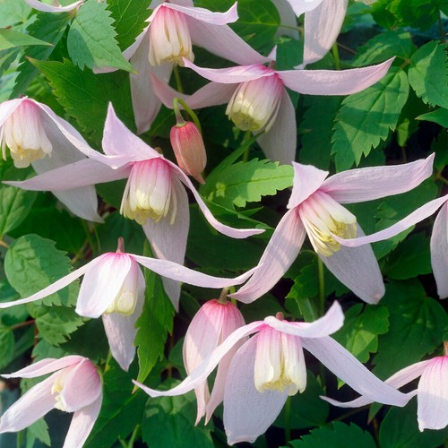 Clematis alpina willy - willy, plant